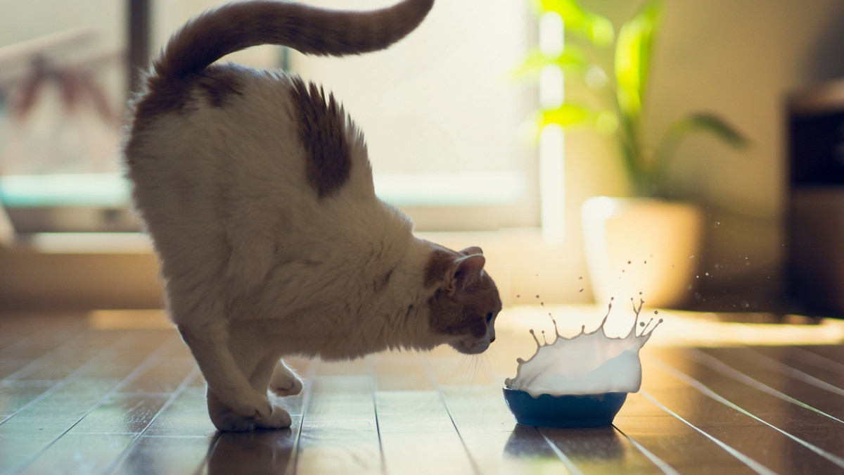 Надто ввічливі коти не можуть поділити мисочку з молоком: відео - фото 1