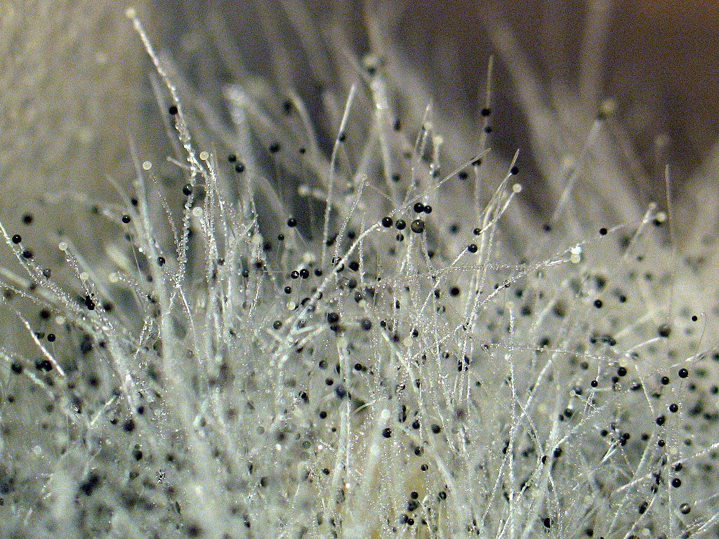 Експерти розповіли як ефективно позбутись плісняви в домі - фото 1