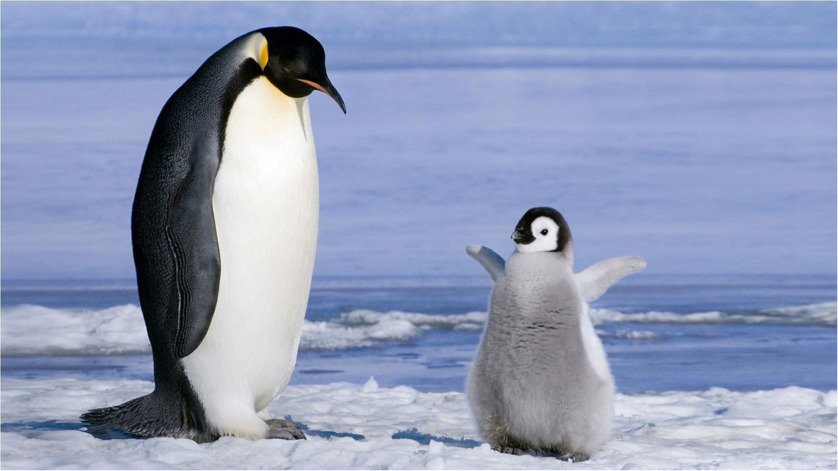 Пінгвіни - фото 1