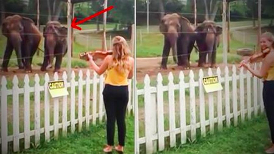 Танцюючі слони стали зірками мережі: чарівне відео