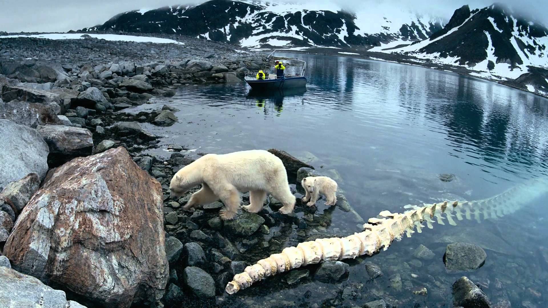 Вчені показали, як зникає лід в Арктиці