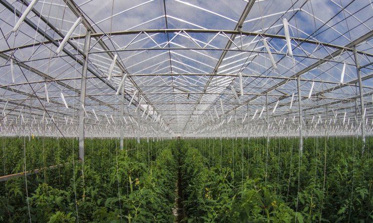 Австралійці навчилися вирощувати овочі в пустелі