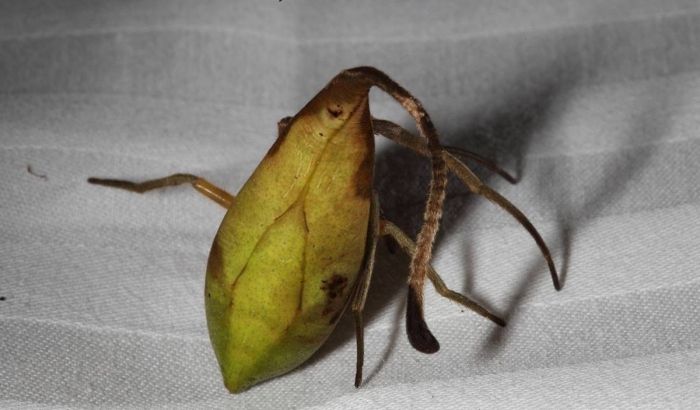 Науковці знайшли павука-конспіратора