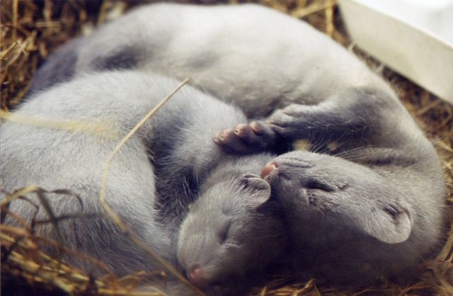 Стало відомо, чому не варто носити хутряну шубу - фото 116086