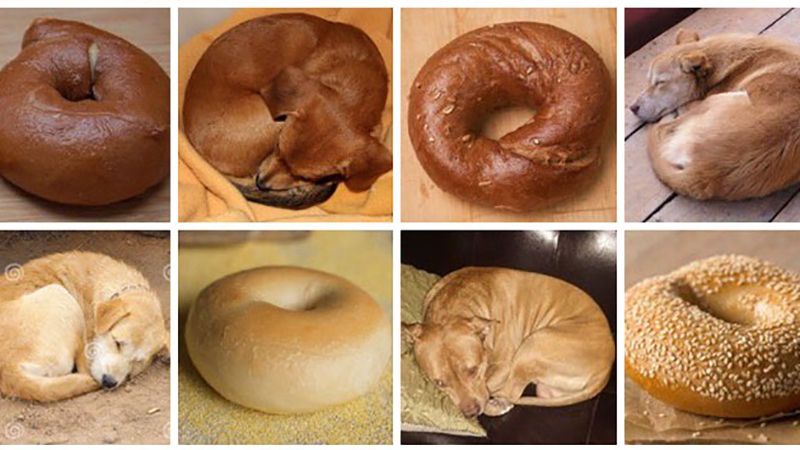 Собака чи булочка: мережу захопив курйозний фотопроект
