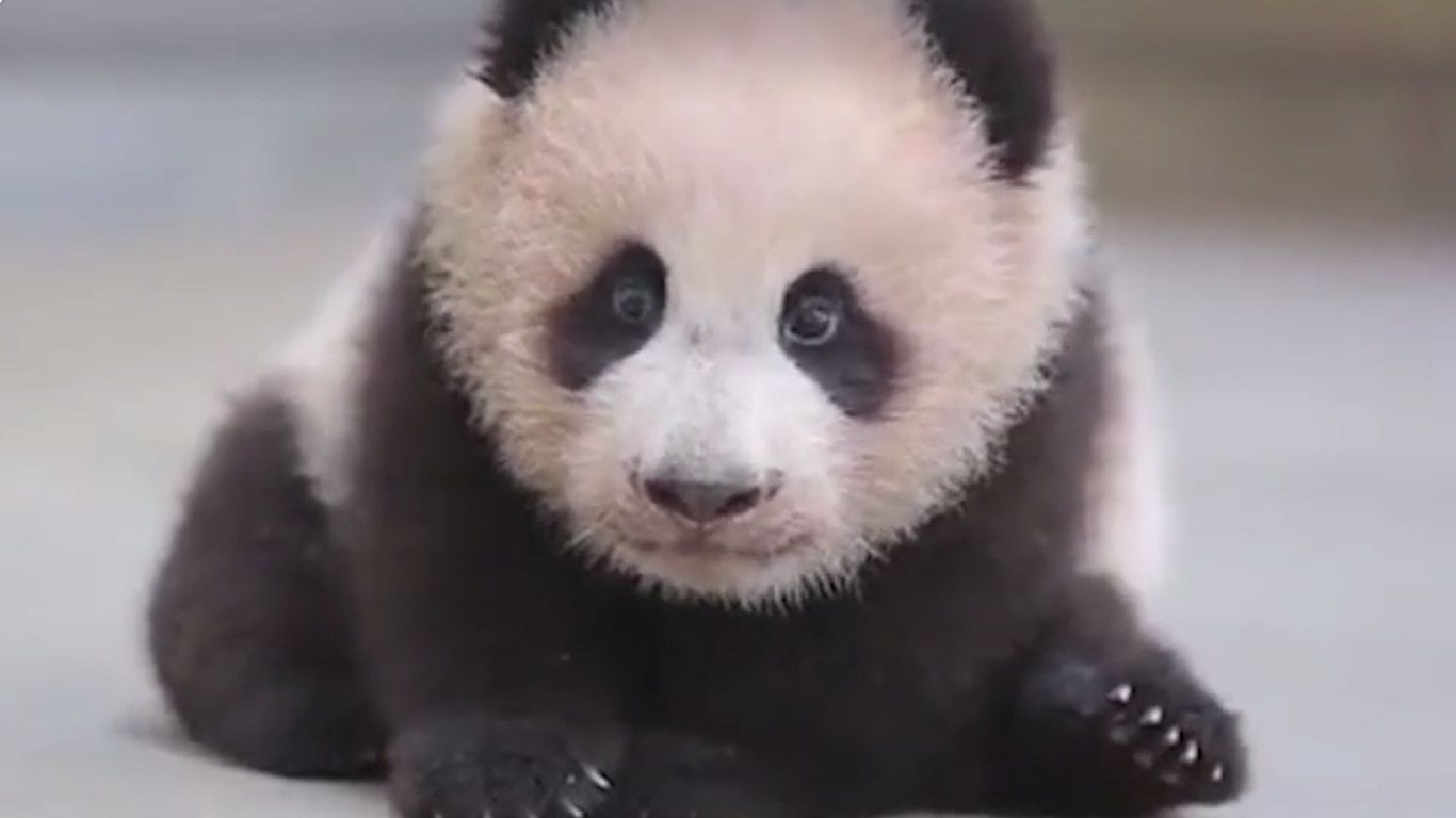 Панда, яка вчиться ходити, розчулила мережу