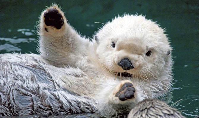 Аргентина оголосила війну бобрам