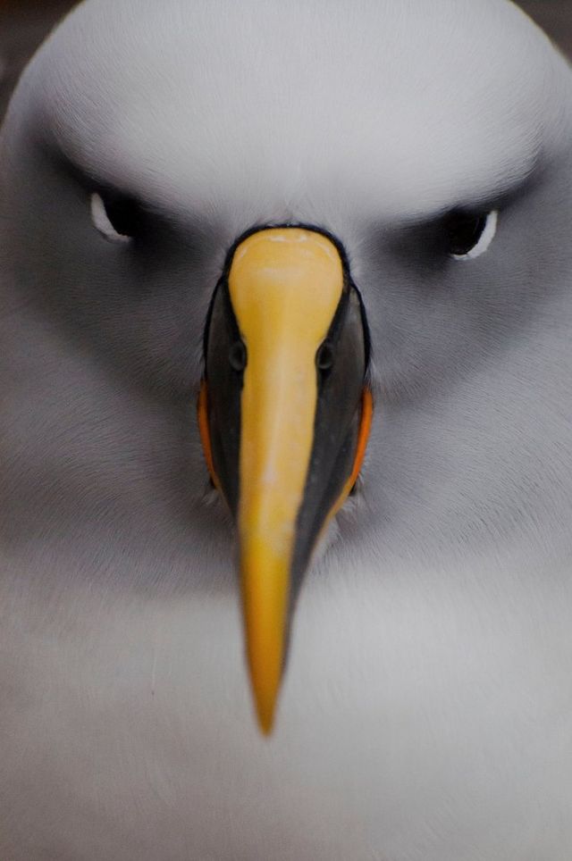 Альбатроси Буллера щороку повертаються в одні і ті ж гнізда на островах Снерс поблизу Нової Зеландії - фото 116136