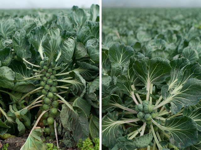 Як насправді вирощують екзотичні овочі та фрукти - фото 122381