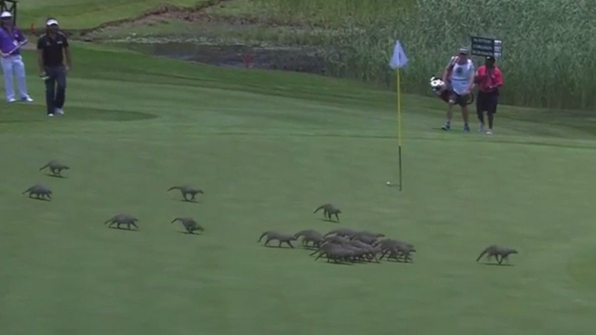 Зграя мангустів зірвала змагання з гольфу: кумедне відео