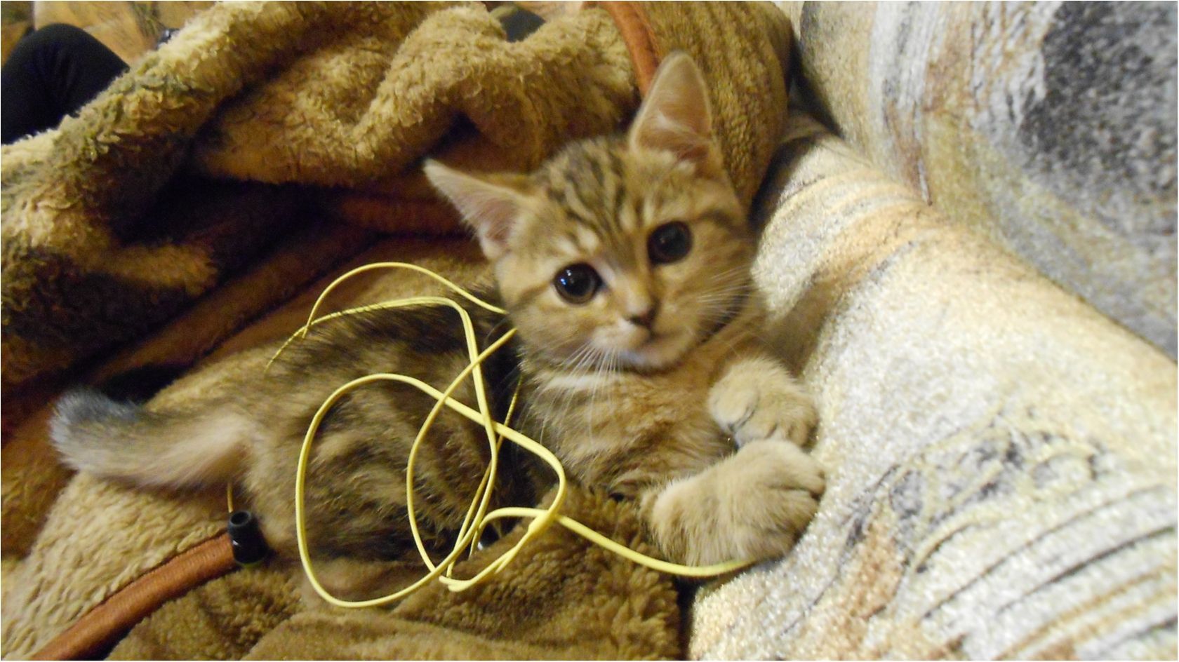 Навушники - фото 1