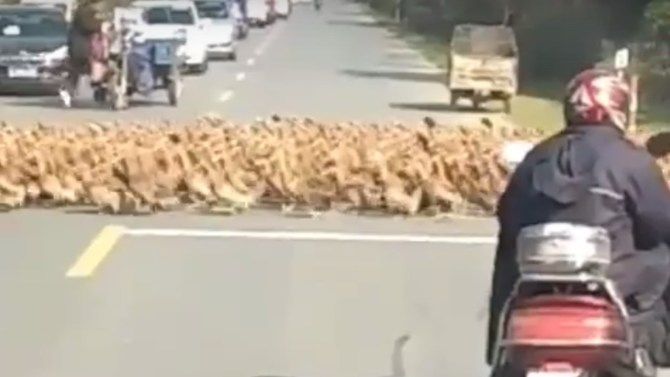 У Китаї більше 20 тисяч качок стали причиною затору: кумедне відео