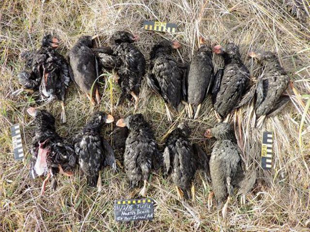 Тіла тупиків - фото 120883