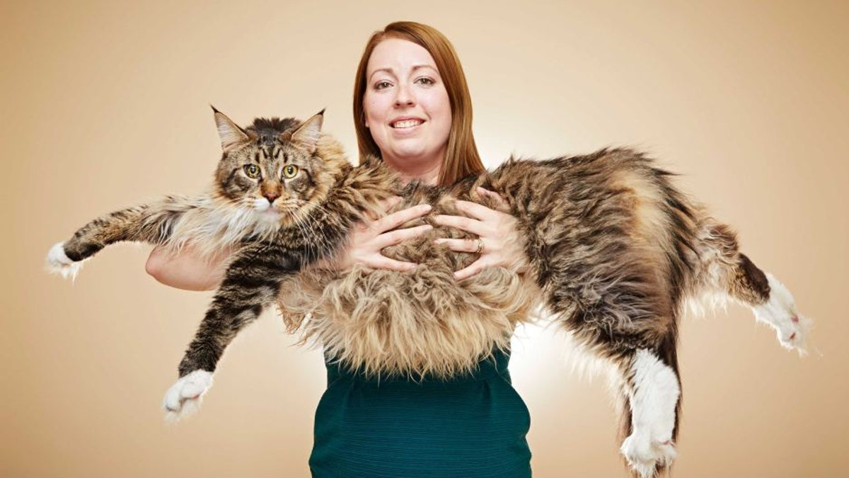 У книгу рекордів Гіннесса потрапила найдовша у світі кішка - фото 1