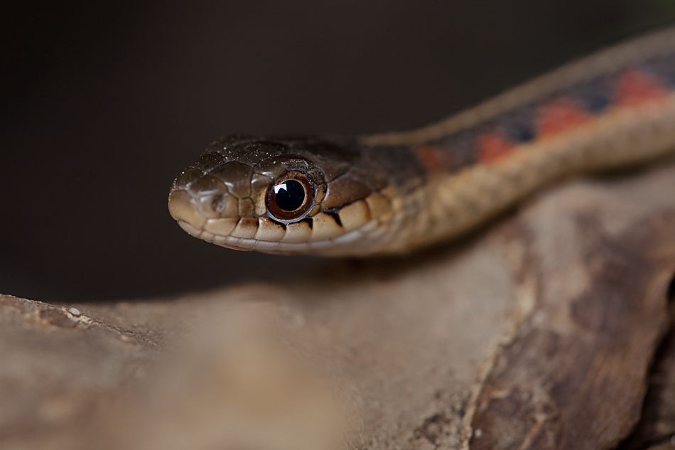 У мережі показали, як виглядає найменша у світі змія