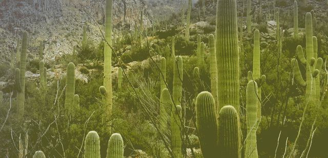 Названо тренди в їжі на 2017 рік - фото 116551