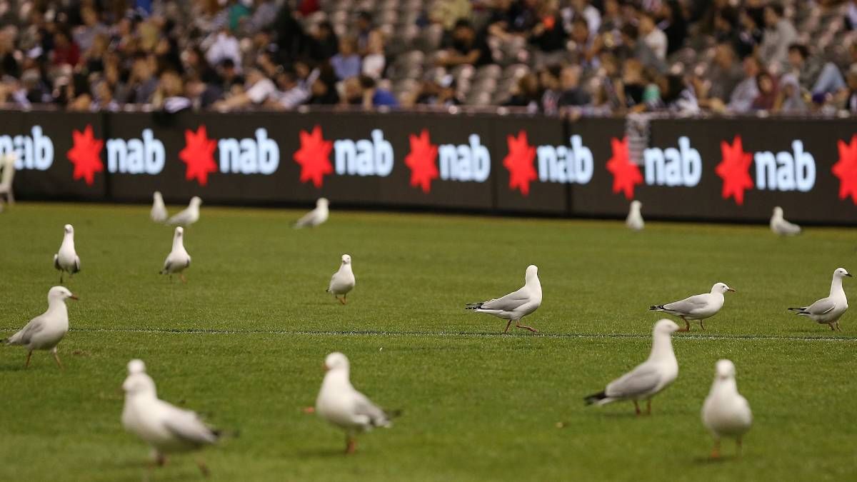 Нахабна чайка зупинила фінал Кубка Австралії: смішне відео