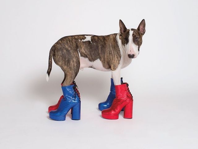 Як живе наймодніший собака у світі: кумедні фото- фото 120603