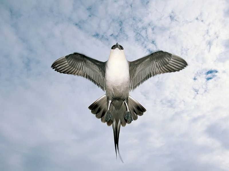 Птахи рятують людство від глобального потепління - фото 1