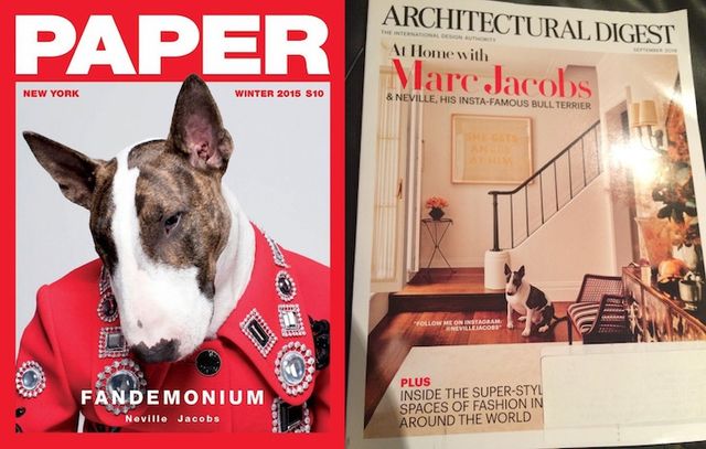 Як живе наймодніший собака у світі: кумедні фото- фото 120600