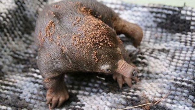 Єхидна - фото 119782