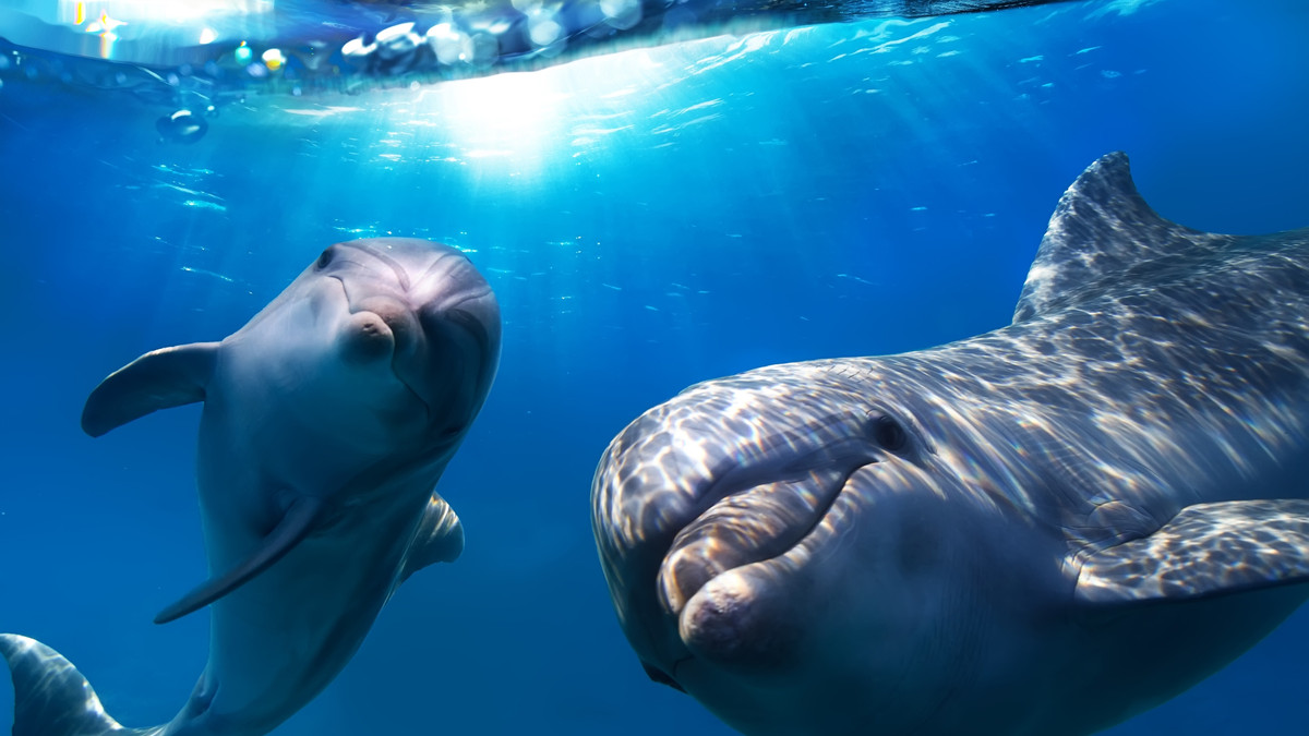 Дельфіни дають одне одному імена - фото 1