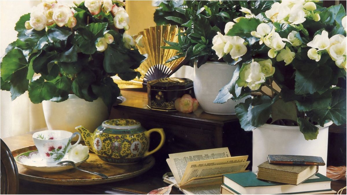 Які кімнатні рослини найкраще очищують повітря