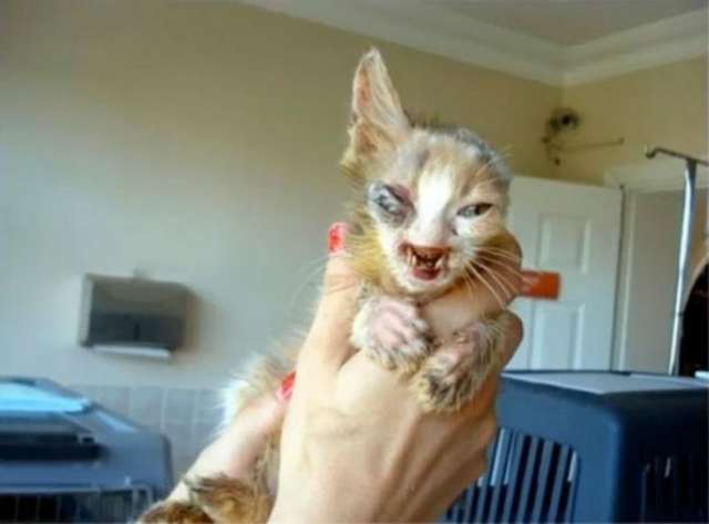 Чарівне перевтілення найстрашнішого кота у світі вразило Мережу 
 - фото 120508