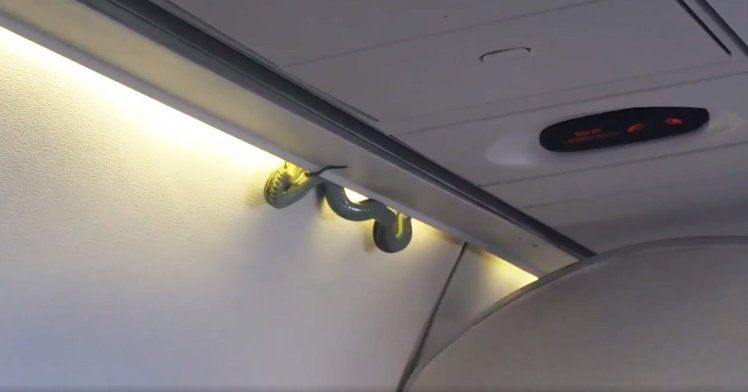 Пасажирів мексиканського рейсу налякала змія на борту літака