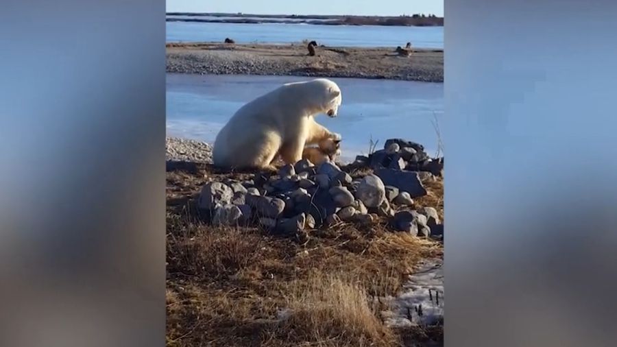 Ведмідь і собака - фото 1