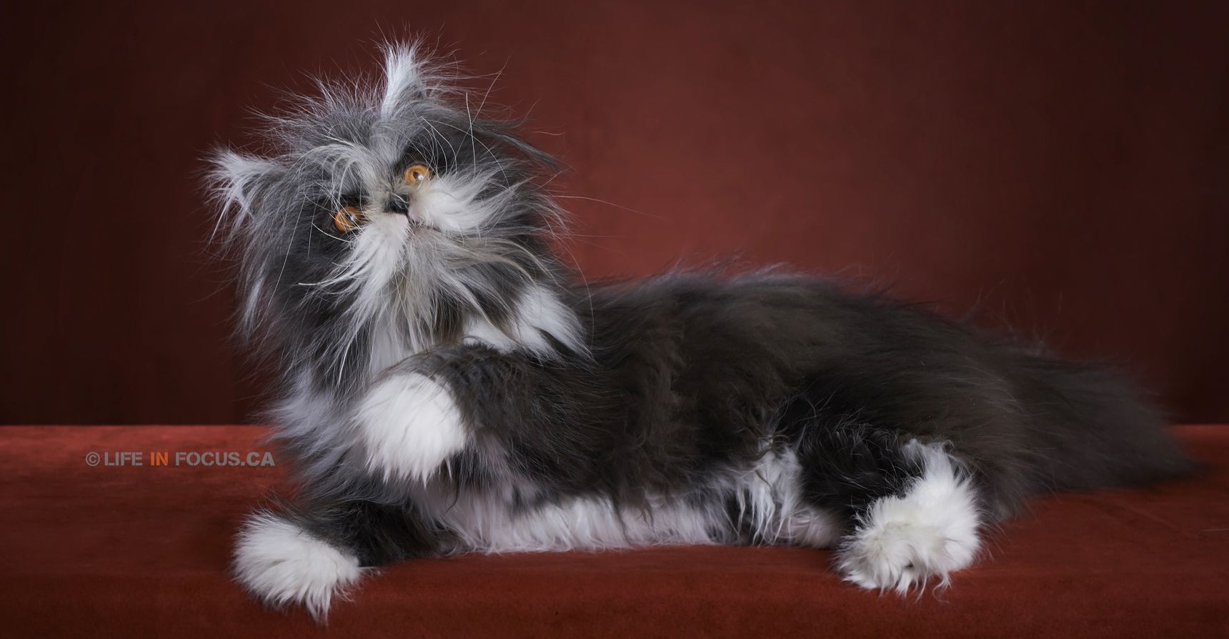 У мережі з'явився справжній 