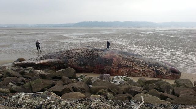 На півночі Франції знайшли мертвим величезного кашалота: з'явилися фото - фото 121940