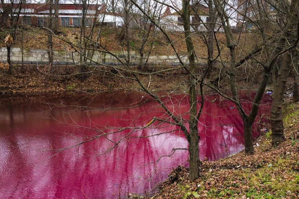 Сумське озеро набуло кольору "українського борщу": фотофакт - фото 1