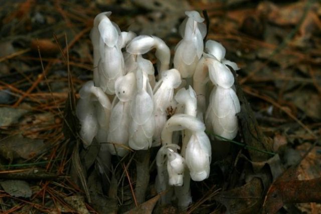 Учені виявили незвичайну інопланетну квітку