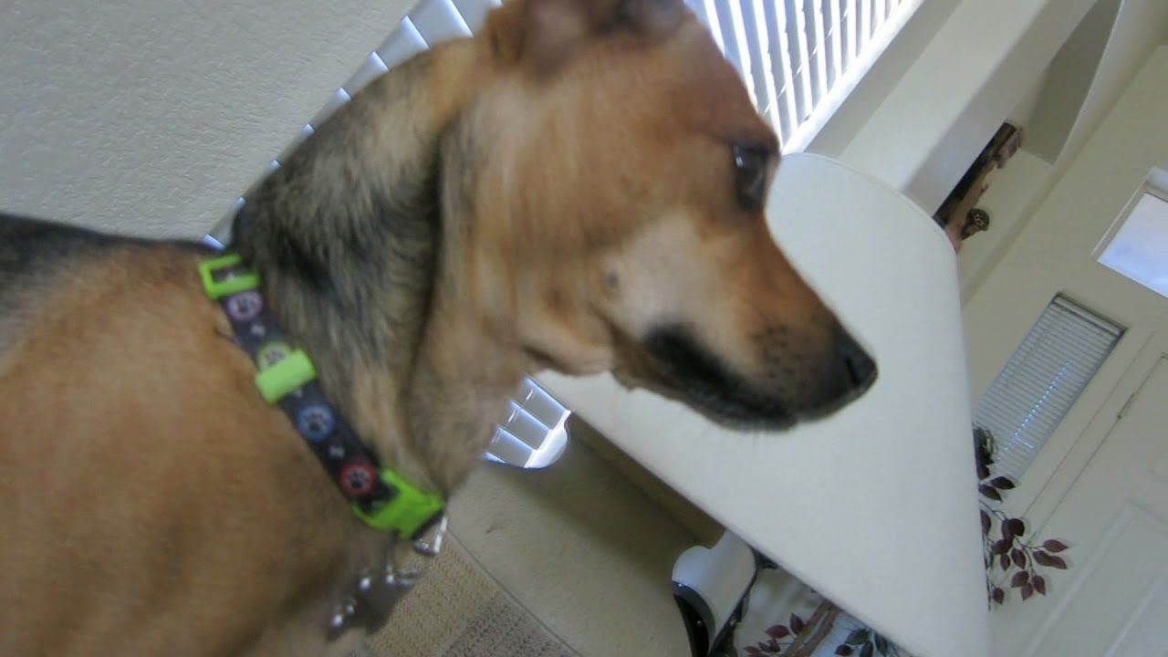 Собака, який завмер за приготуванням їжі розвеселив мережу