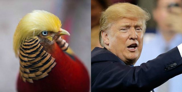 Схожий на Трампа фазан став зіркою соцмереж - фото 118883