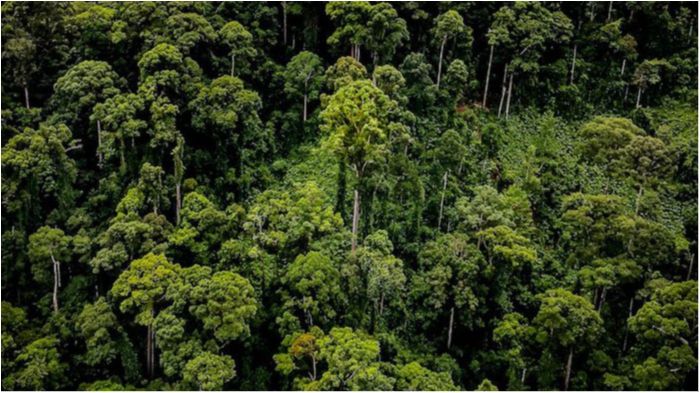 Вчені знайшли найвище тропічне дерево в світі