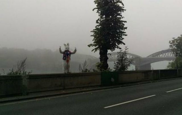 Білий кролик тероризує мешканців Лондона 
 - фото 116407