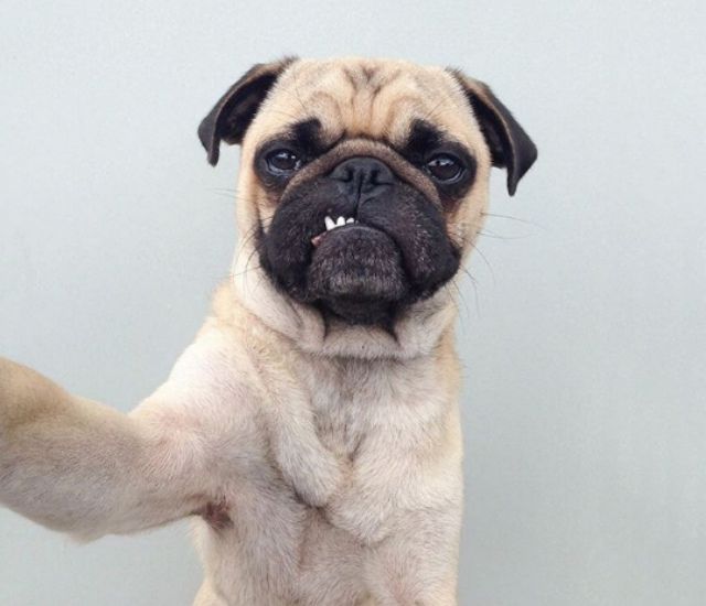 Кумедний мопс підкорив користувачів соцмереж