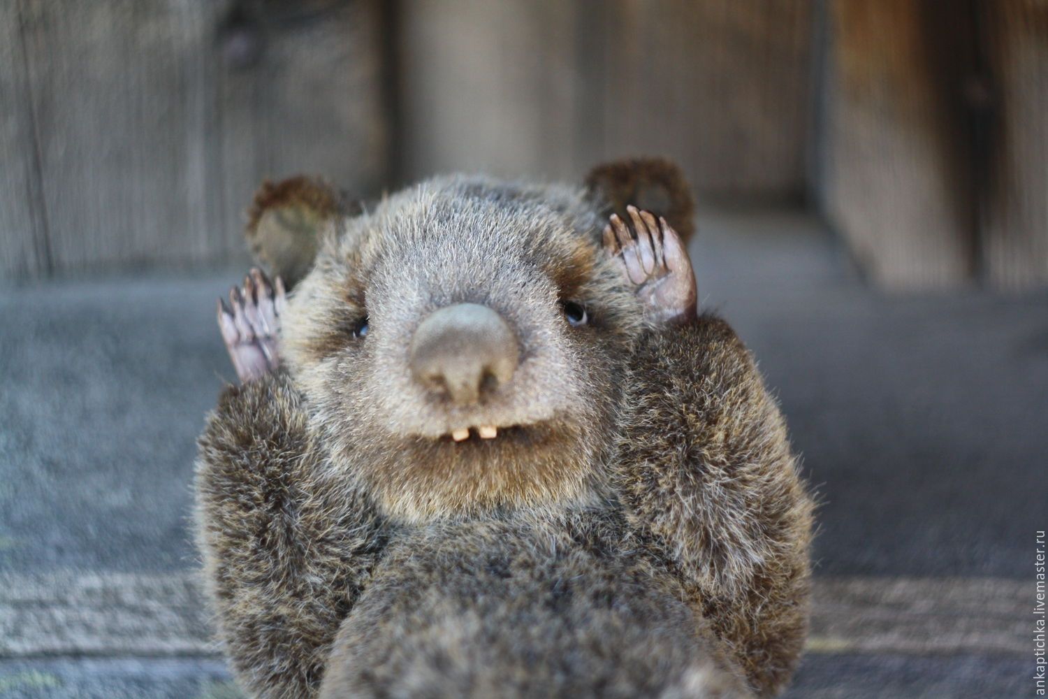 Маленький вомбат потоваришував з наглядачем зоопарку