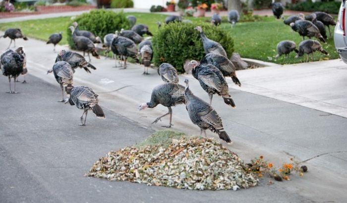 Дикі індики захопили каліфорнійське місто: з'явилося відео
