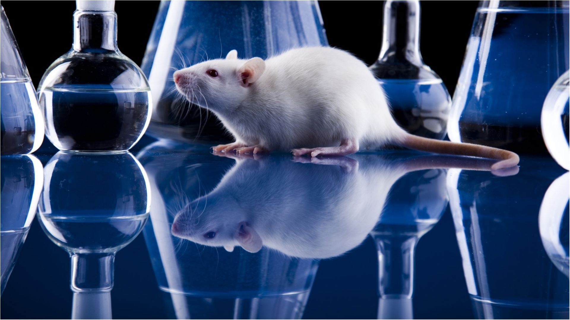 Вчені винайшли спосіб не тестувати ліки на живих істотах