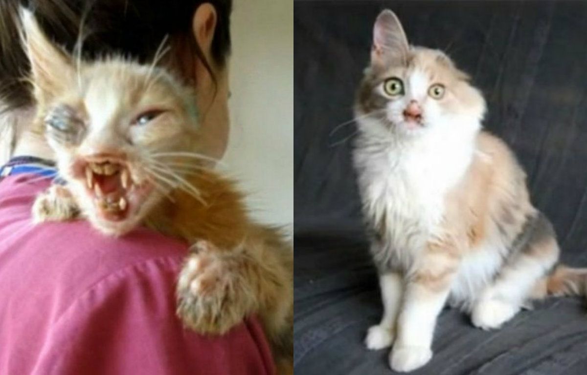 Чарівне перевтілення понівеченого кошеня вразило Мережу