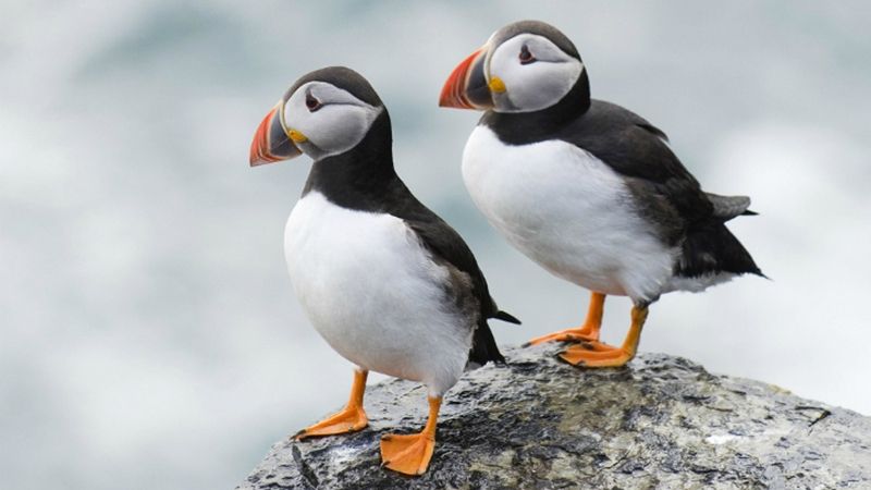 На Алясці масово вимирають птахи: фотофакт