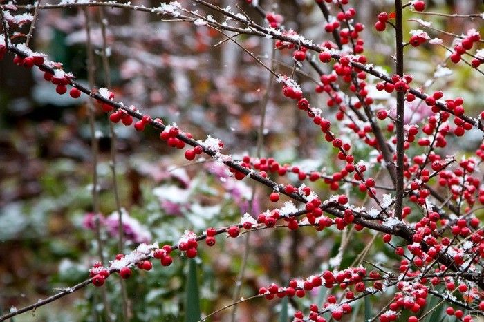 Сніг в Одесі - фото 1