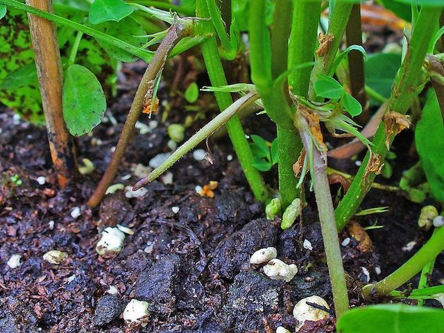 Як насправді вирощують екзотичні овочі та фрукти - фото 122363