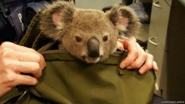 Австралійка ховала рюкзаку дитинча коали - фото 116494