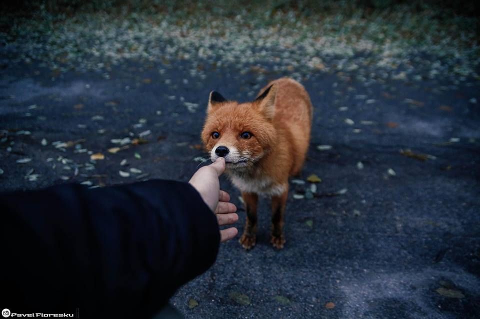 Мережу сколихнуло відео, як у Прип’яті лисиця їсть котлети з рук людей