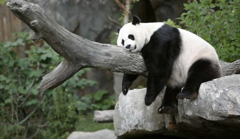 Чому краще не будити панду: кумедне відео підкорило мережу