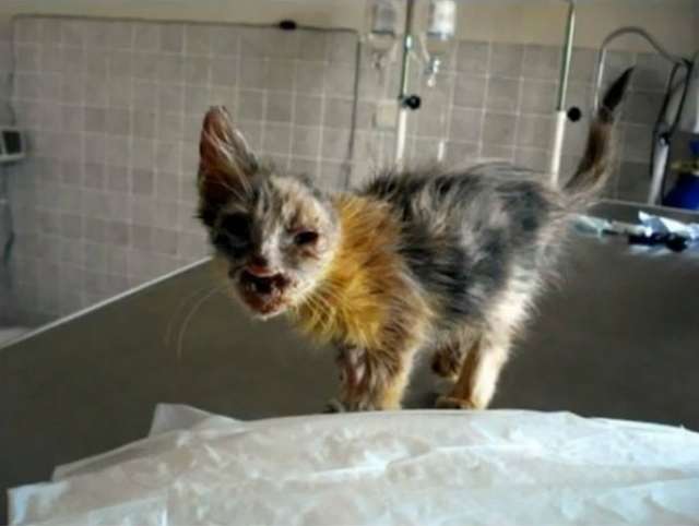 Чарівне перевтілення найстрашнішого кота у світі вразило Мережу 
 - фото 120507